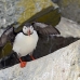 puffin_atlantic_msi_h_1241_can2548.jpg